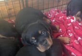 Rottweiler Puppies