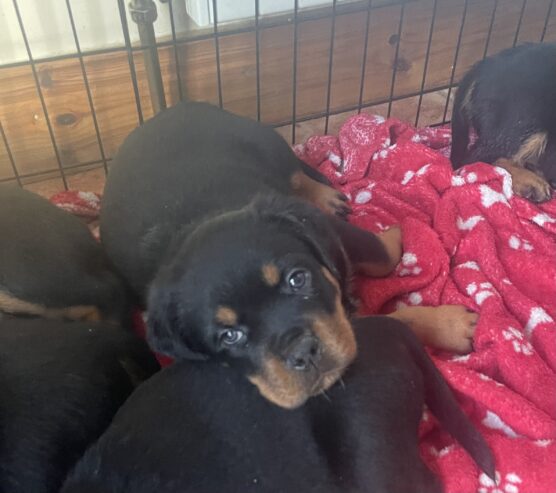 Rottweiler Puppies