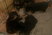 Rottweiler Puppies