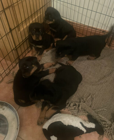 Rottweiler Puppies