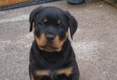 Rottweiler Puppies