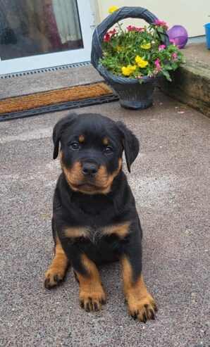 Rottweiler Puppies