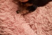 Adorable miniature pedigree Yorkshire terrier puppies