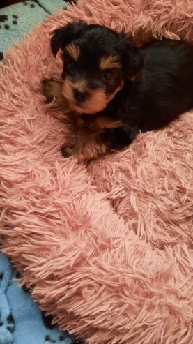 Adorable miniature pedigree Yorkshire terrier puppies