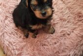 Adorable miniature pedigree Yorkshire terrier puppies