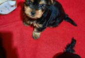 Adorable miniature pedigree Yorkshire terrier puppies