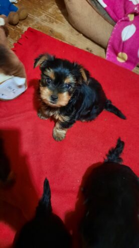 Adorable miniature pedigree Yorkshire terrier puppies