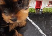 Adorable miniature pedigree Yorkshire terrier puppies