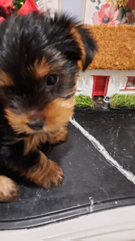 Adorable miniature pedigree Yorkshire terrier puppies