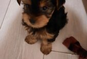 Adorable miniature pedigree Yorkshire terrier puppies