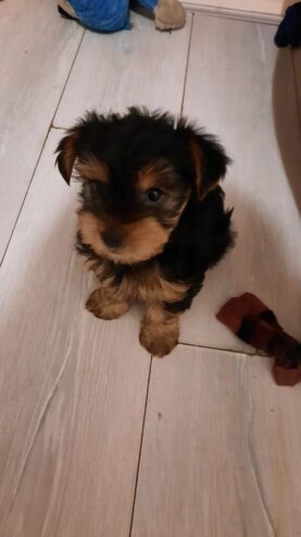 Adorable miniature pedigree Yorkshire terrier puppies