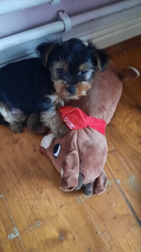 Adorable miniature pedigree Yorkshire terrier puppies