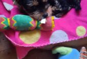 Adorable miniature pedigree Yorkshire terrier puppies