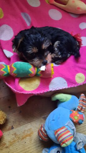 Adorable miniature pedigree Yorkshire terrier puppies