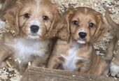 Cavapoo pups for sale