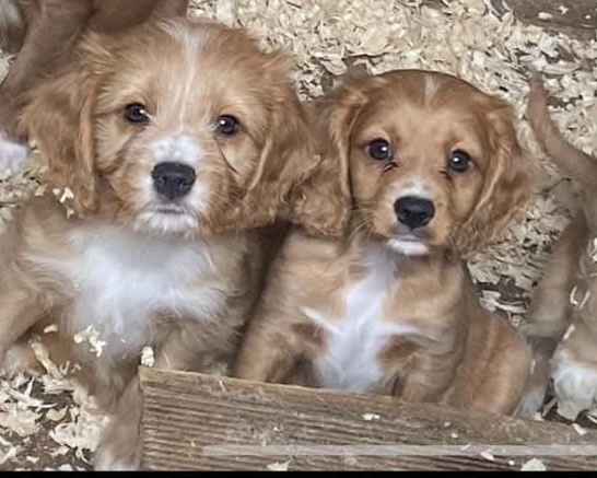 Cavapoo pups for sale