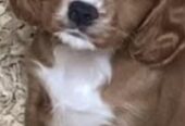 Cavapoo pups for sale