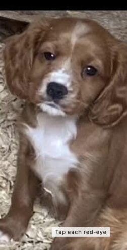 Cavapoo pups for sale