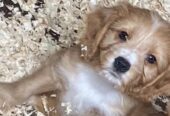 Cavapoo pups for sale