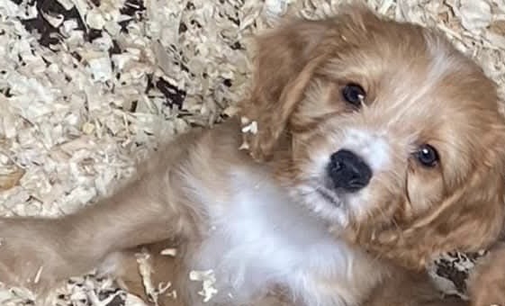 Cavapoo pups for sale