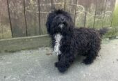 Poodle