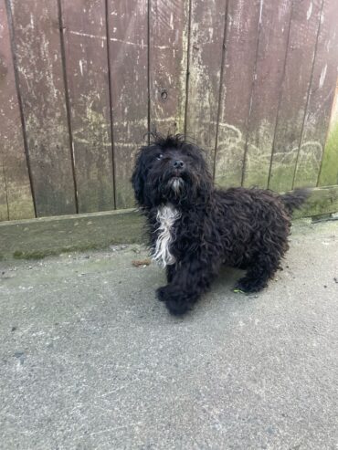 Poodle
