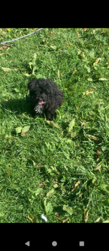 Poodle