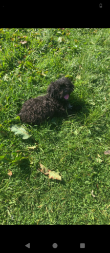 Poodle