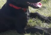 Labrador cross
