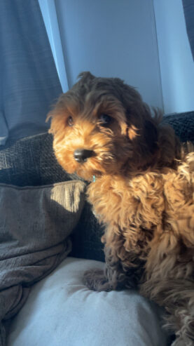 Cavapoo (Male) for sale!! 4 months old.