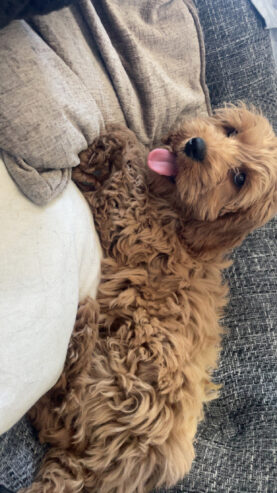 Cavapoo (Male) for sale!! 4 months old.