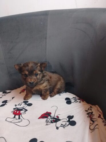 Chihuahua X Yorkshire