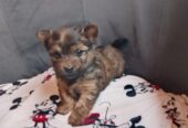 Chihuahua X Yorkshire
