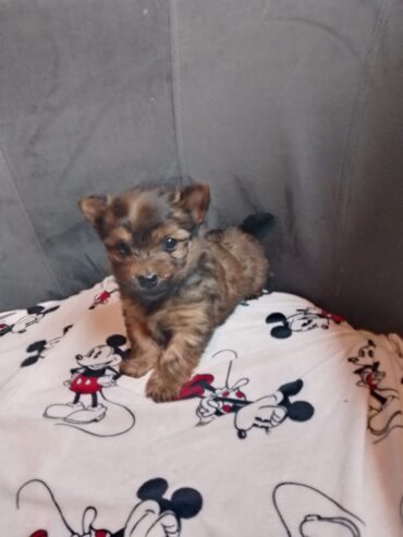 Chihuahua X Yorkshire