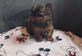 Chihuahua X Yorkshire