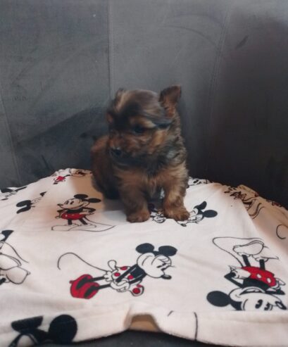 Chihuahua X Yorkshire