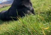 Labrador cross