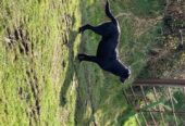 Labrador cross