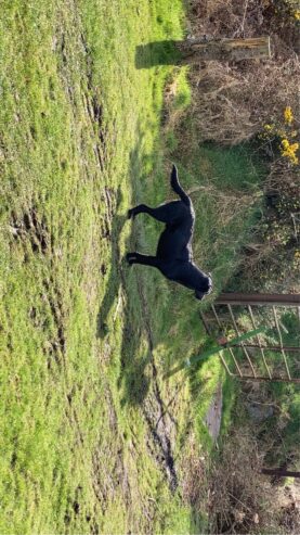 Labrador cross