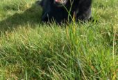 Labrador cross