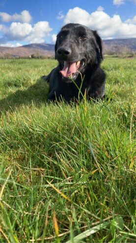 Labrador cross