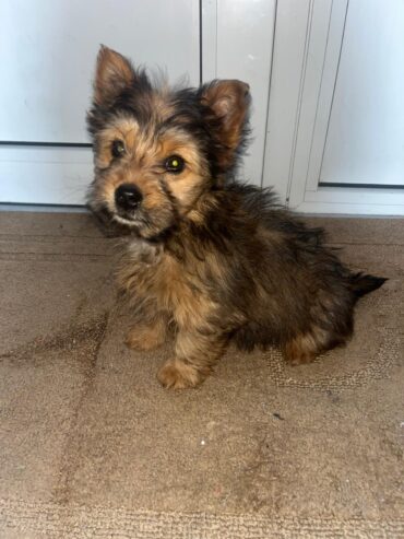 Chihuahua X Yorkshire