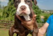 Epic Old Thyme Bulldog puppies for sale