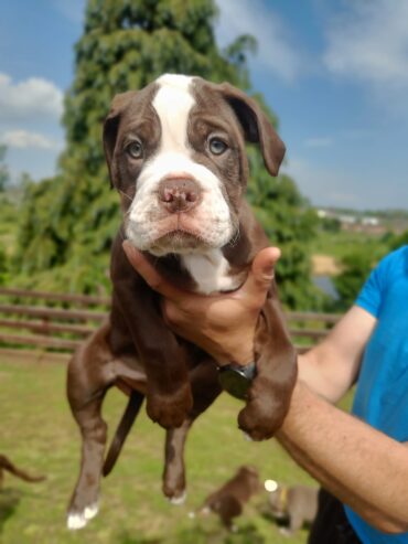 Epic Old Thyme Bulldog puppies for sale