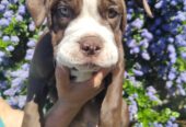 Epic Old Thyme Bulldog puppies for sale