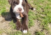 Epic Old Thyme Bulldog puppies for sale