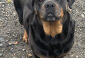 Rottweiler