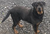 Rottweiler