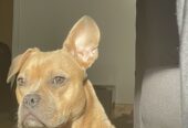 Real-life teddy bear with a Staffy heart & Frenchie face — Luna needs her forever home