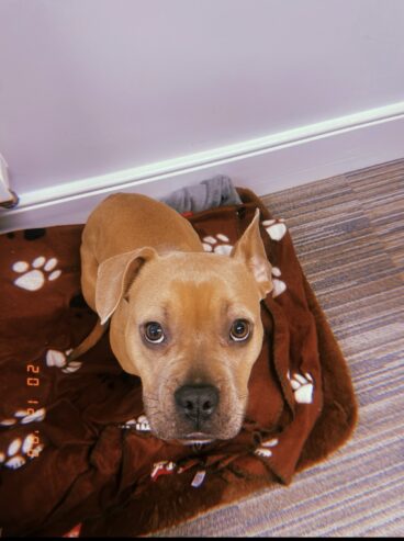 Real-life teddy bear with a Staffy heart & Frenchie face — Luna needs her forever home